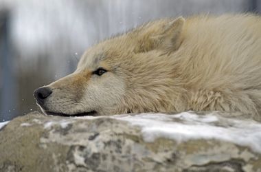 Farkas támadt egy kislányra egy németországi állatparkban