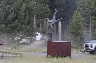 Megszólalt a férfi, akit bölény öklelt fel a Yellowstone parkban