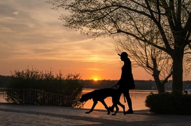 Hogyan neveljünk boldog kutyát? - A boldog séta