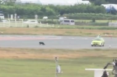 Kifutópályán kószáló medve miatt kellett lezárni egy repülőteret Japánban – videó