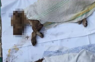 Jegyvásárlás helyett bőröndbe zártak két kiskutyát, elpusztultak