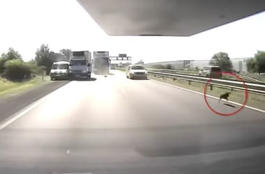 Egy kutya szaladt az M4-esen, öt autó karambolozott miatta – videó