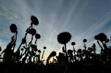 Az aszályt is igyekszik a Fidesz Magyar Péter nyakába varrni