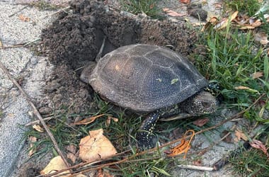 Panzió kertjébe rakott tojásokat egy mocsári teknős Balatonmáriafürdőn