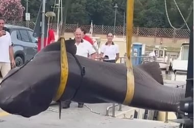 Hatalmas méretű cápát sodort partra a tenger Olaszországban