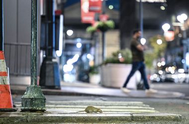 Többet szexelnek a patkányok, irtózatos ütemű elszaporodásukhoz a felmelegedésnek is köze van