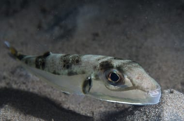 A mérgező gömbhal megjelent a Földközi-tengeren is, már az olasz partok is veszélyben