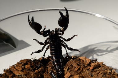 Az evolúció csodái a skorpiók, és csak most derült rá fény, hogy mennyire