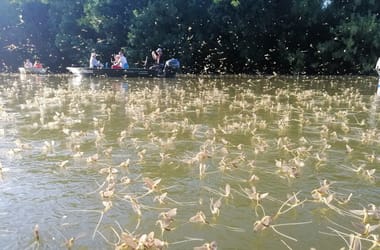 Az időjárás belekavart a Tisza virágzásába