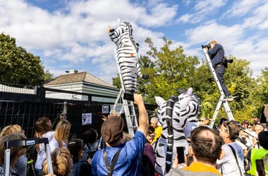 Nyomozza a rendőrség, miért pusztult el három zebra Hatvanpusztán