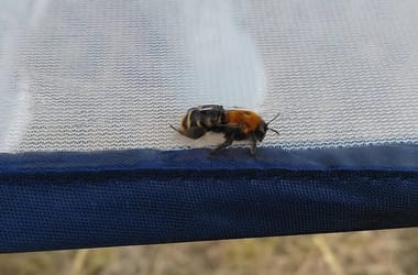 Homoki gatyásméhet találtak Mátyásföldön