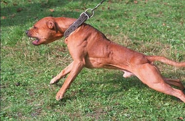 Vakvezető kutyára támadt egy pitbull Kiskörén