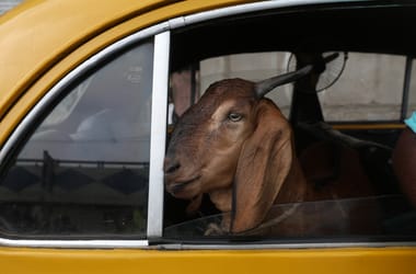 Fokozottan ellenőrzik az élőállat-forgalmat a romániai juhhimlő miatt