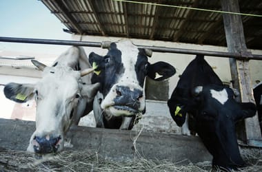 Egyre több fenyegetést kapnak az etyeki tejesautó-sofőrök, akik hangos Boci-boci-tarkával jelzik az érkezésüket