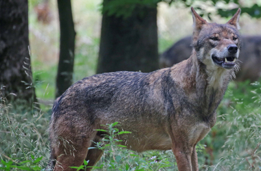 Vesztettek a farkasok Von der Leyennel szemben: kidobják őket a szigorúan védett fajok közül