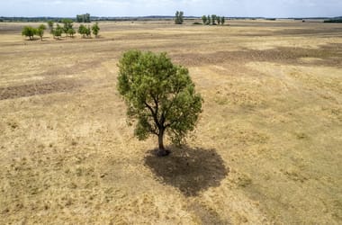 Ez már a vég kezdete? Olyan súlyos az aszály Magyarországon, hogy már a szárazságtűrő fűfélék sem bírják