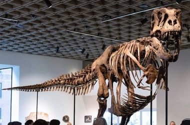 T. rex-csontváz eladó! De mit szól ehhez a tudomány?