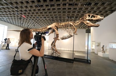 16 milliárd forintnak megfelelő összegért talált új gazdára egy Tyrannosaurus rex csontváza