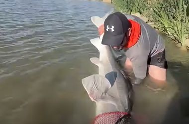 Kifogták Godzillát, a 70 kilós beluga tokhalat, aki öt év alatt jól betömegelt
