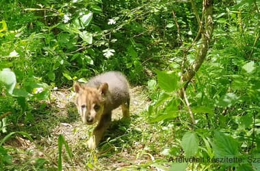 Karnyújtásnyira bóklászó farkaskölyköt videóztak le az Aggteleki Nemzeti Parkban