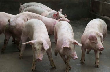 Felszámolás alá került Kósa Lajos rokonának másik két cége is