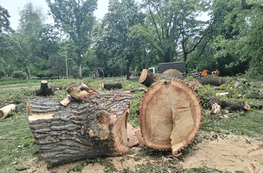 A Ligetvédők szerint egészségesnek tűnő fákat vágtak ki a Városligetben, a Főkert szerint viszont balesetveszélyes állapotban voltak