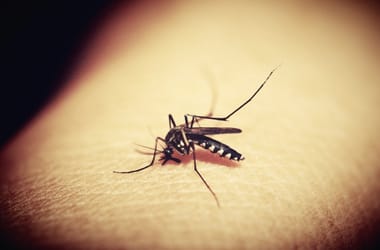 Valaki AI segítségével irtotta ki a dühítő szúnyogokat