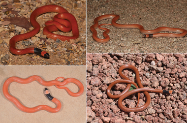 Hát persze hogy ott volt egy magyar is: új kígyófajt találtak Szaúd-Arábiában