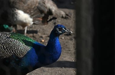 Többhetes hajsza után sikerült befogni a pécsi áll