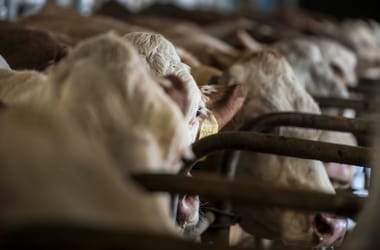 Lépfenétől pusztulnak a szarvasmarhák Horvátországban
