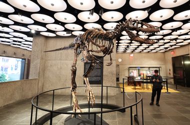 47,3 millió dollárért kelt el egy dinoszaurusz csontváza egy New York-i aukción