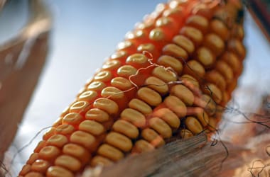 7 tipp a HVG-től: balatoni nyarak ikonikus étele, cornflakes, popcorn – mindent a kukoricáról