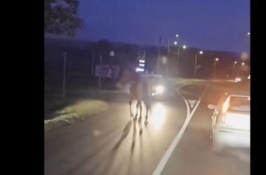 Szökött lovat ütött el egy autó Keszthelyen - videón