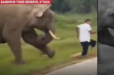 Videóra vették, ahogy megtaposott egy elefánt egy turistát Indiában