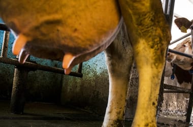 Beszakította a kínai vám a tej árát, összeomlás szélén a hazai tejágazat