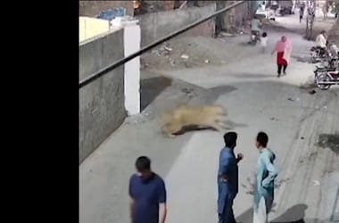 Megvadult oroszlán támadt rá egy nőre és két gyerekére egy pakisztáni városban – videó