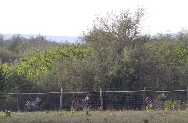 Halálra fagytak a zebrák Hatvanpusztán Mészáros Lőrinc vadásztársasága szerint
