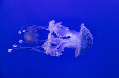 Medúzák miatt állt le Nyugat-Európa legnagyobb atomerőműve