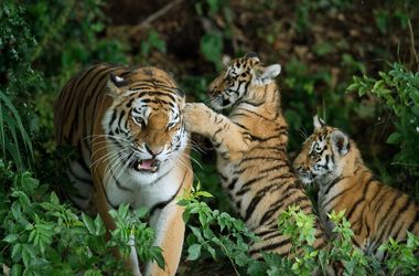 Tigris mart halálra egy férfit, aki bemászott a kifutóba egy angliai állatparkban
