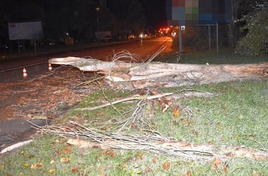 Nem vágta ki az elkorhadt fát a megbízott vállalkozó, pont egy kocsi előtt dőlt ki