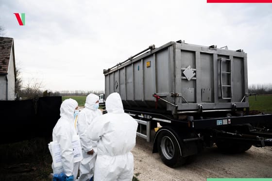 A tüntetések után mégsem Jánossomorjára szállítják a száj- és körömfájás miatt leölt 3600 marhát