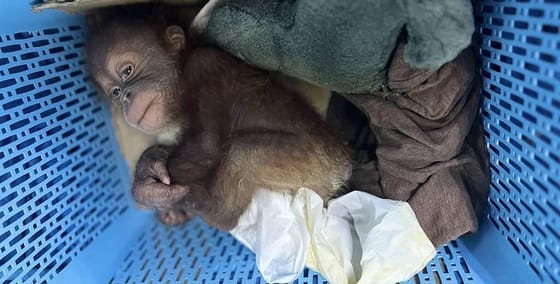 Orángutánbébivel bukott le egy thai csempész
