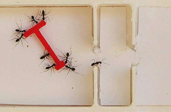 Összeálltak a hangyák, és együtt lenyomták az embereket egy különös kísérletben – videó
