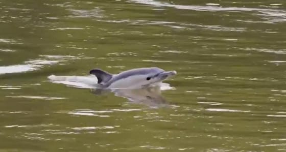 Két halott delfint is találtak a Temzében Londonban