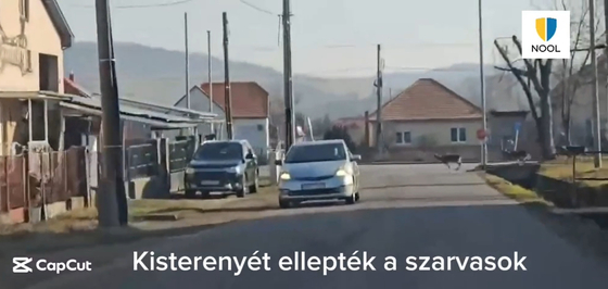 Szarvasok rohantak fényes nappal a nógrádi Kisterenye utcáin – videó