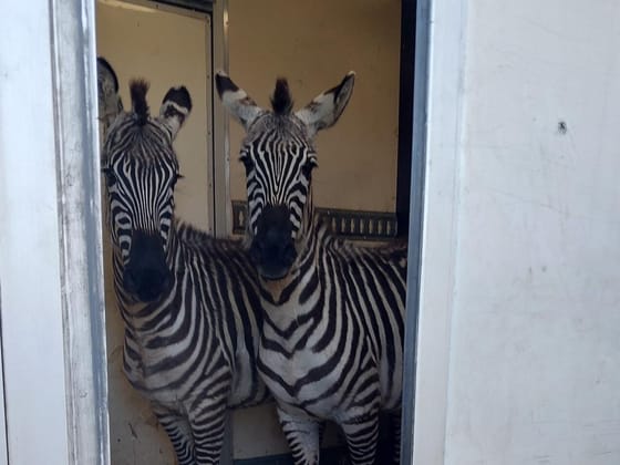 Két zebrát és hat majmot talált a német rendőrség egy kisteherautóban
