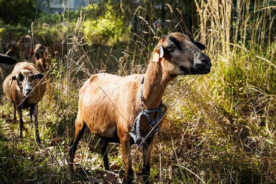 Pestises juhokat és kecskéket talált a Nébih Zala megyében