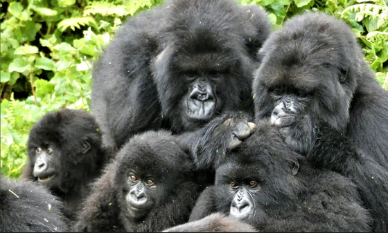 Megfigyelték 164 gorilla viselkedését, az eredmény az emberi viselkedésre is rámutat