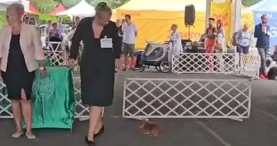 Megverte apró termetű terrierjét egy cseh versenyző a sárvári kutyakiállításon – videó
