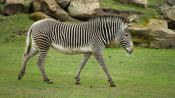 Ha rendelkezik ezekkel a tulajdonságokkal, akkor ön is zebra, és erre legyen büszke